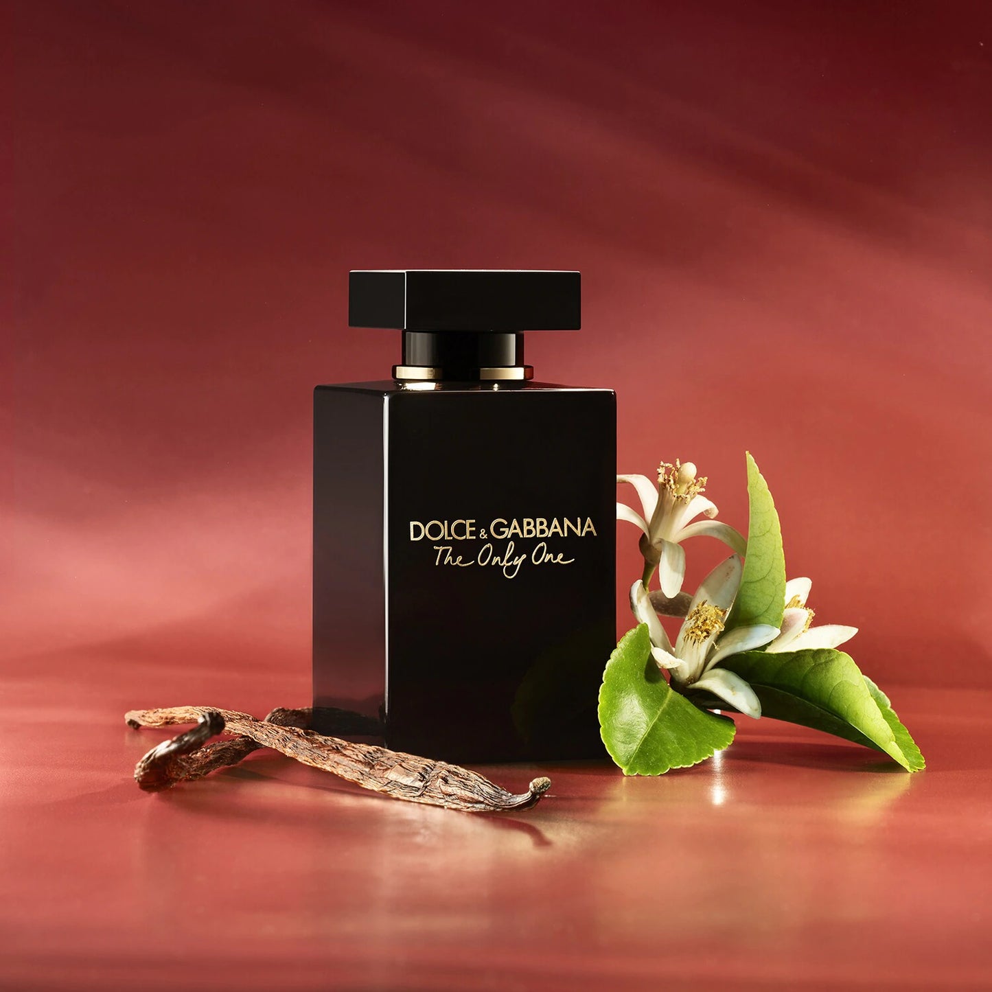Dolce & gabbana the only one price online